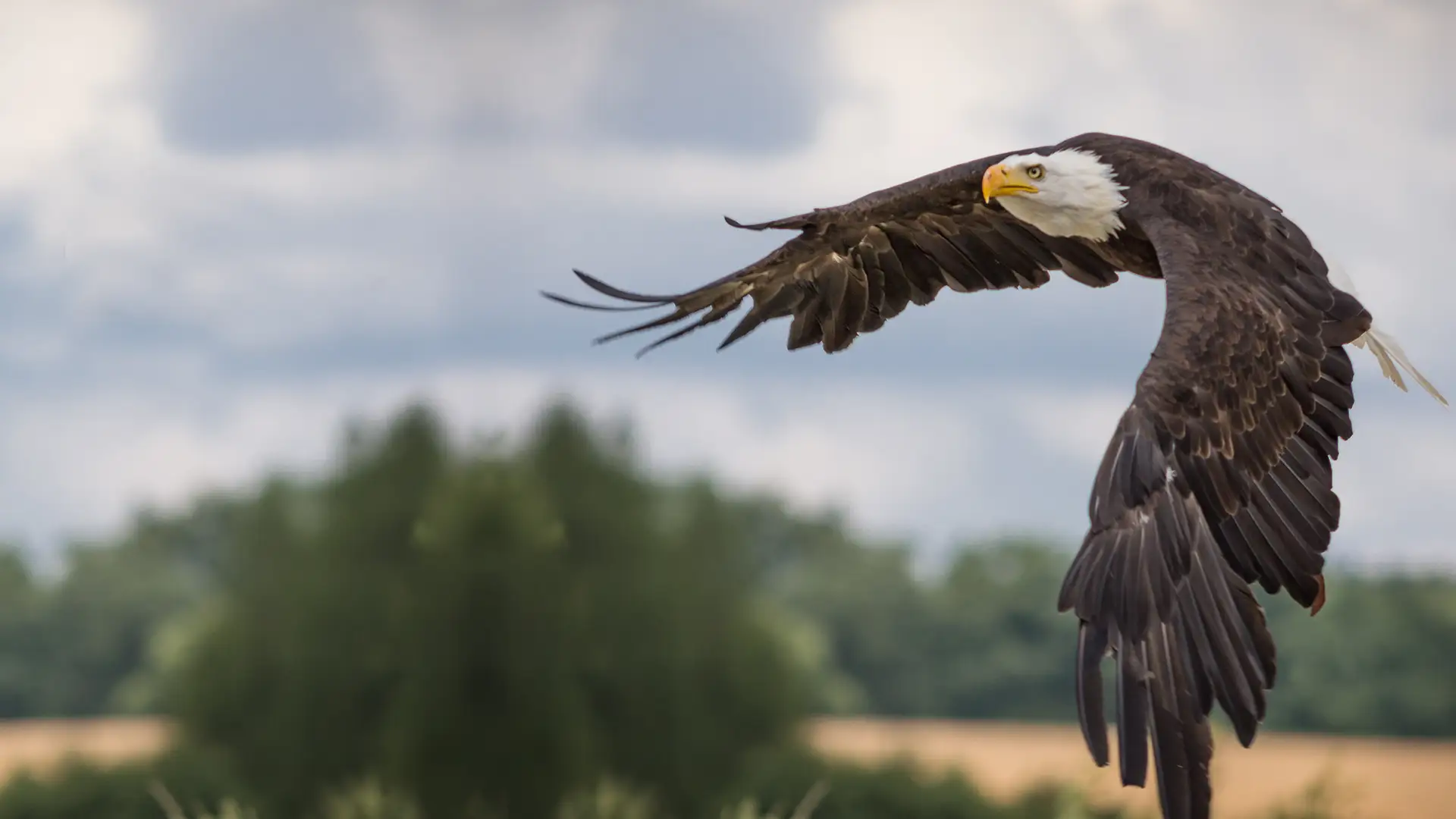 veteran-party-of-nc-background3